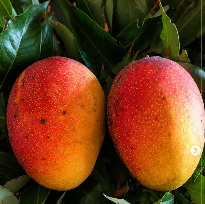 Glenn Mango