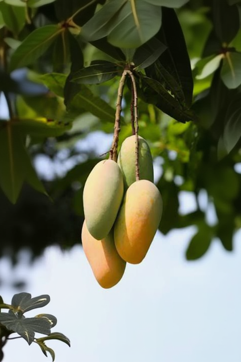 Maha Chanok